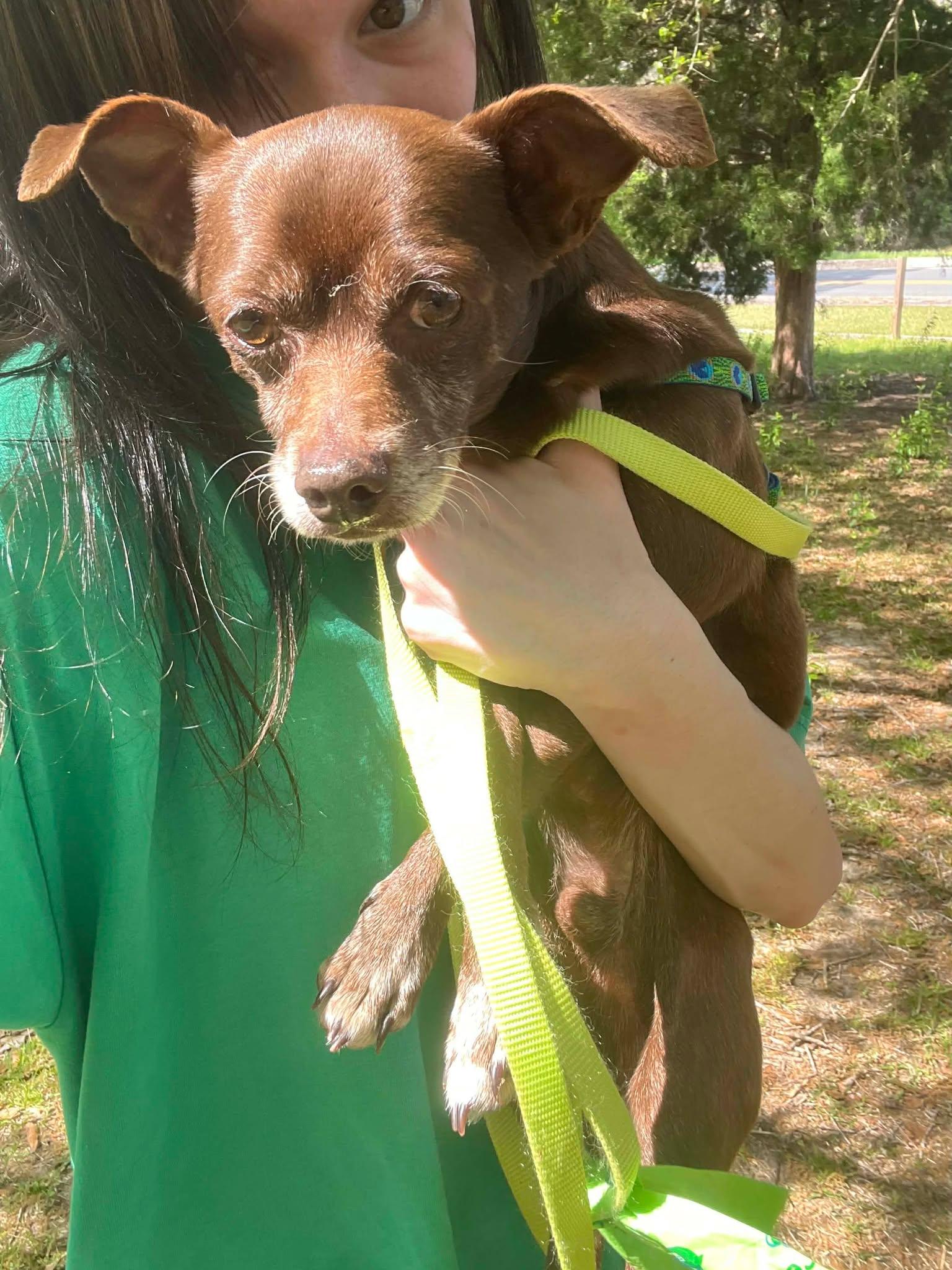 Brownie, Adoptable, Adult Male Chihuahua.