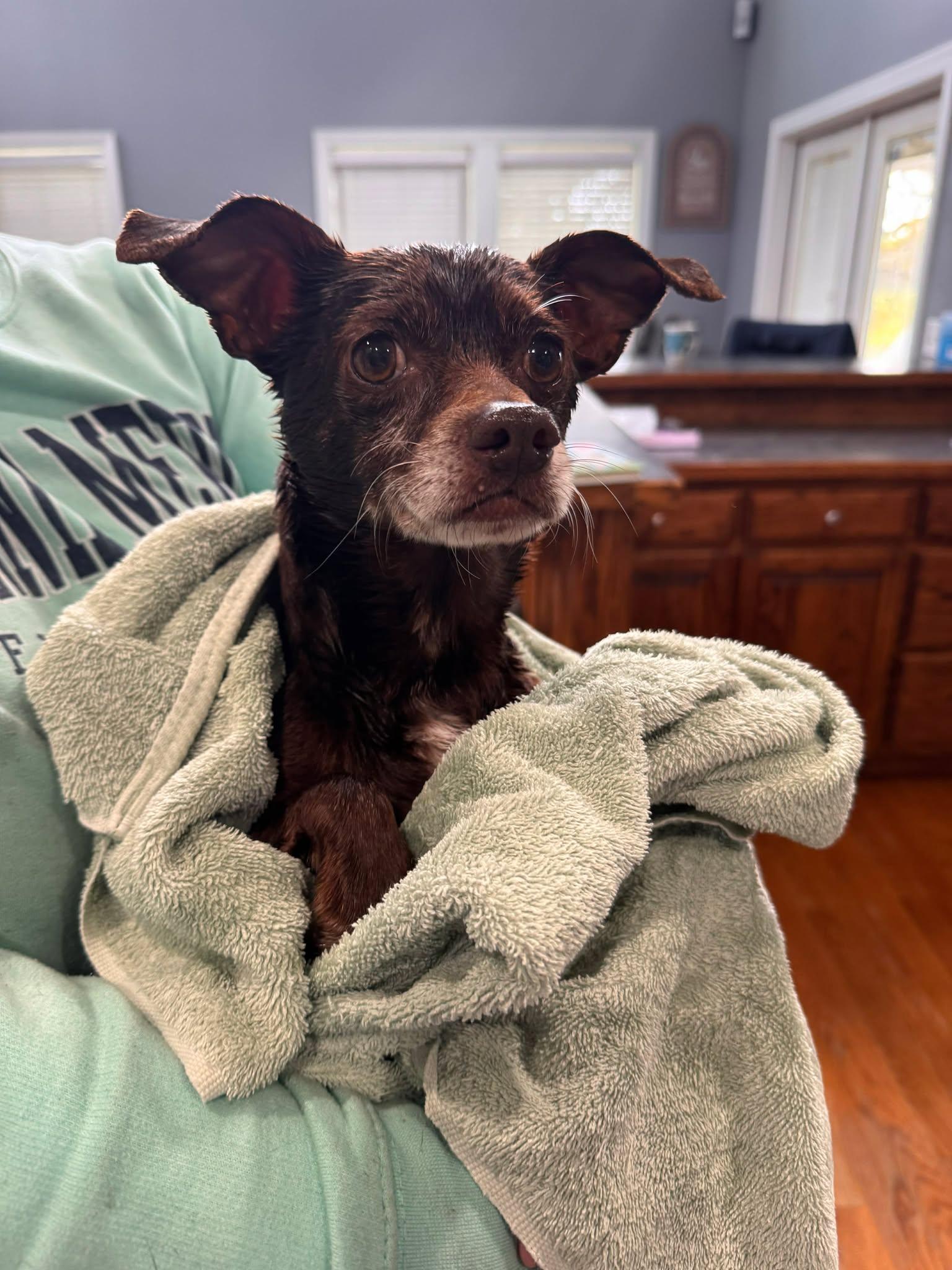 Enlarge Brownie, a Adoptable Chihuahua in Wilmington, NC image 2/2