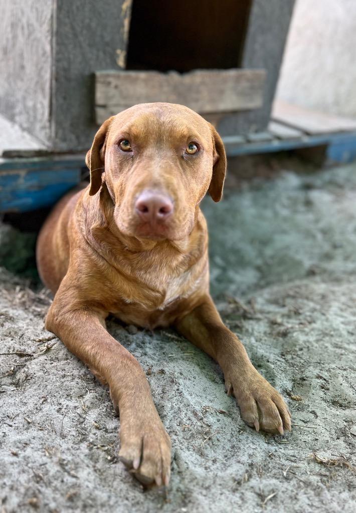 Enlarge Oliver, a Adoptable mixed breed in Waynesville, GA image 2/6