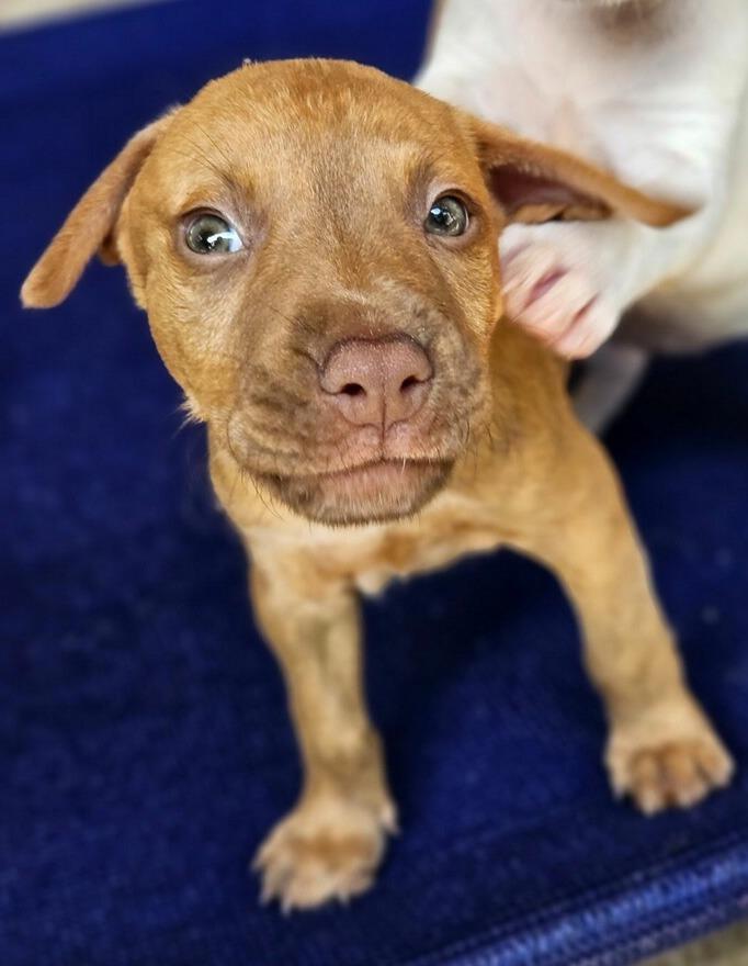 Enlarge Oliver, a Adoptable mixed breed in Waynesville, GA image 2/6