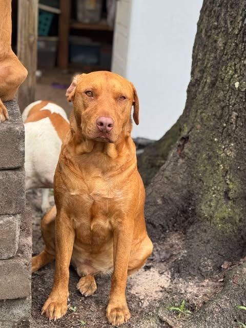 Enlarge Oliver, a Adoptable mixed breed in Waynesville, GA image 3/6