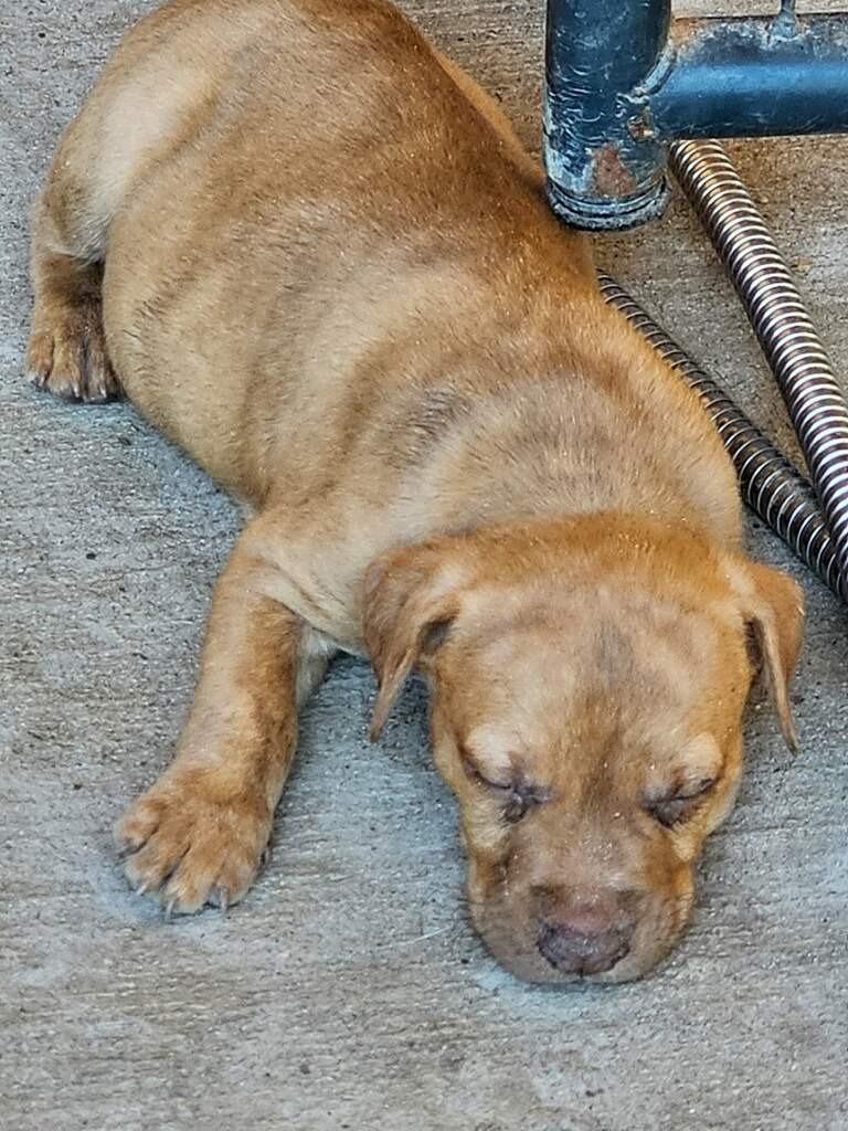 Enlarge Oliver, a Adoptable mixed breed in Waynesville, GA image 4/6