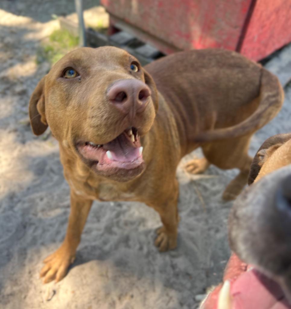 Enlarge Oliver, a Adoptable mixed breed in Waynesville, GA image 5/6
