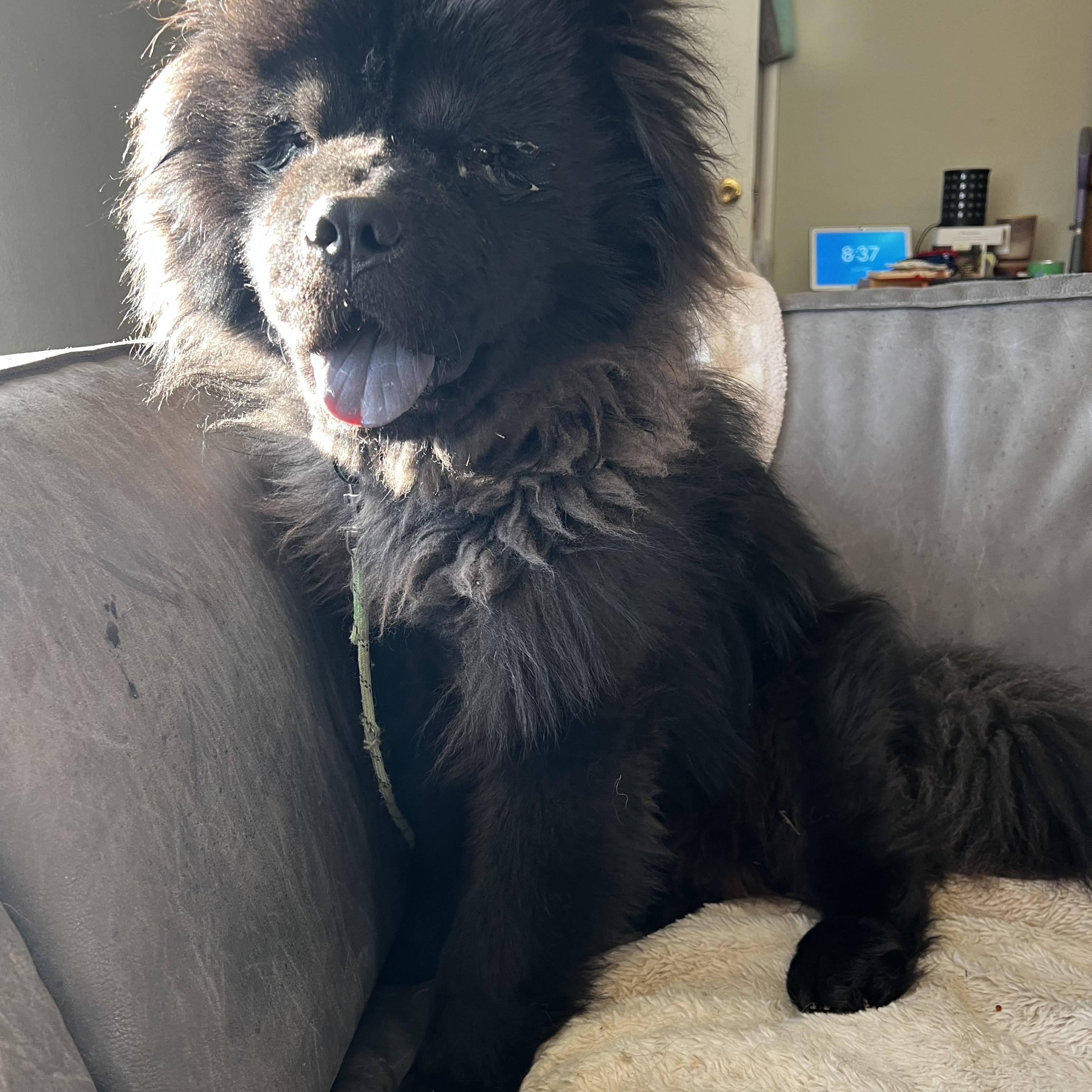 Koda, Adopted, Puppy Male Chow Chow.