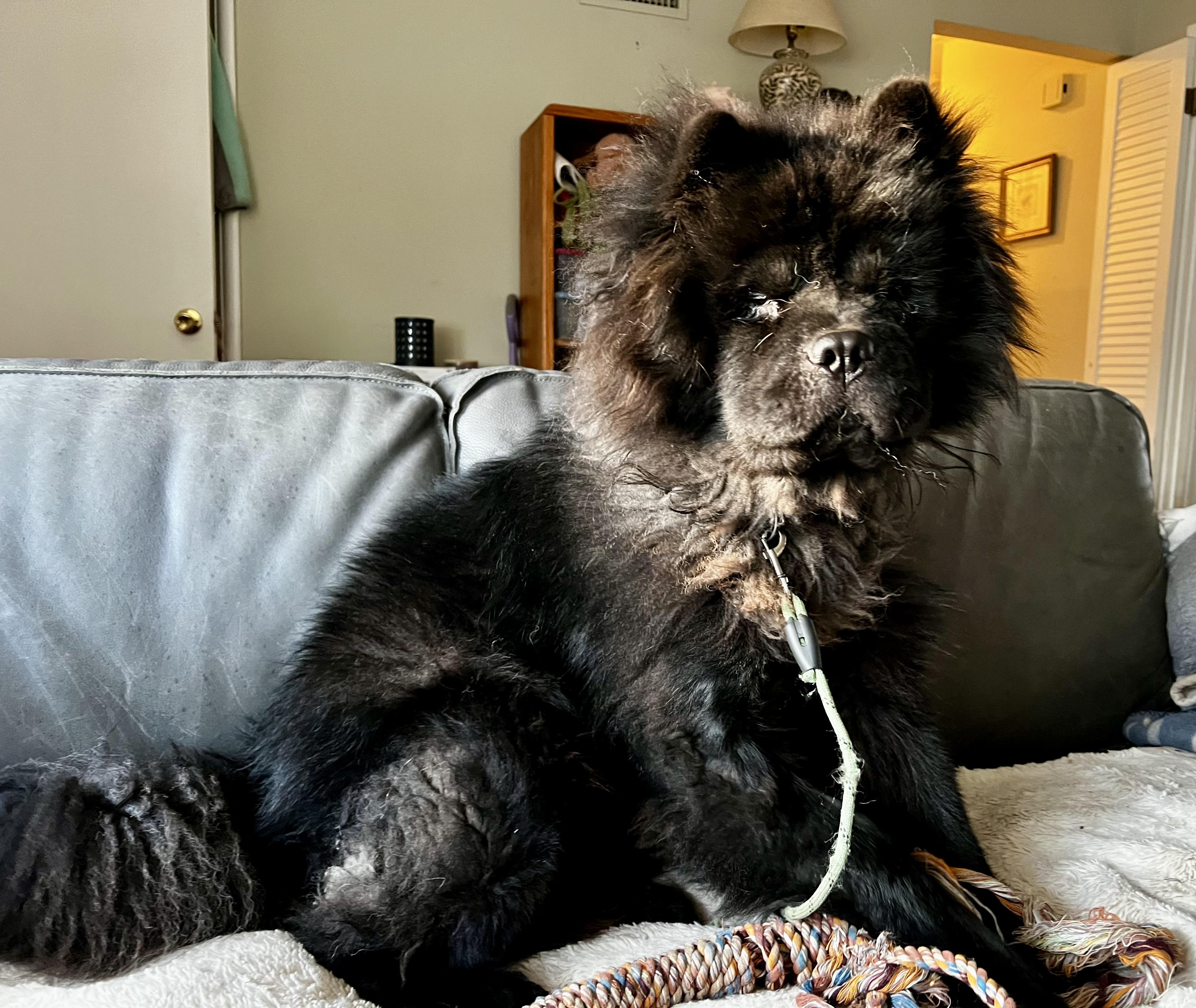 Enlarge Koda, a Adopted Chow Chow in Saint Louis, MO image 2/5