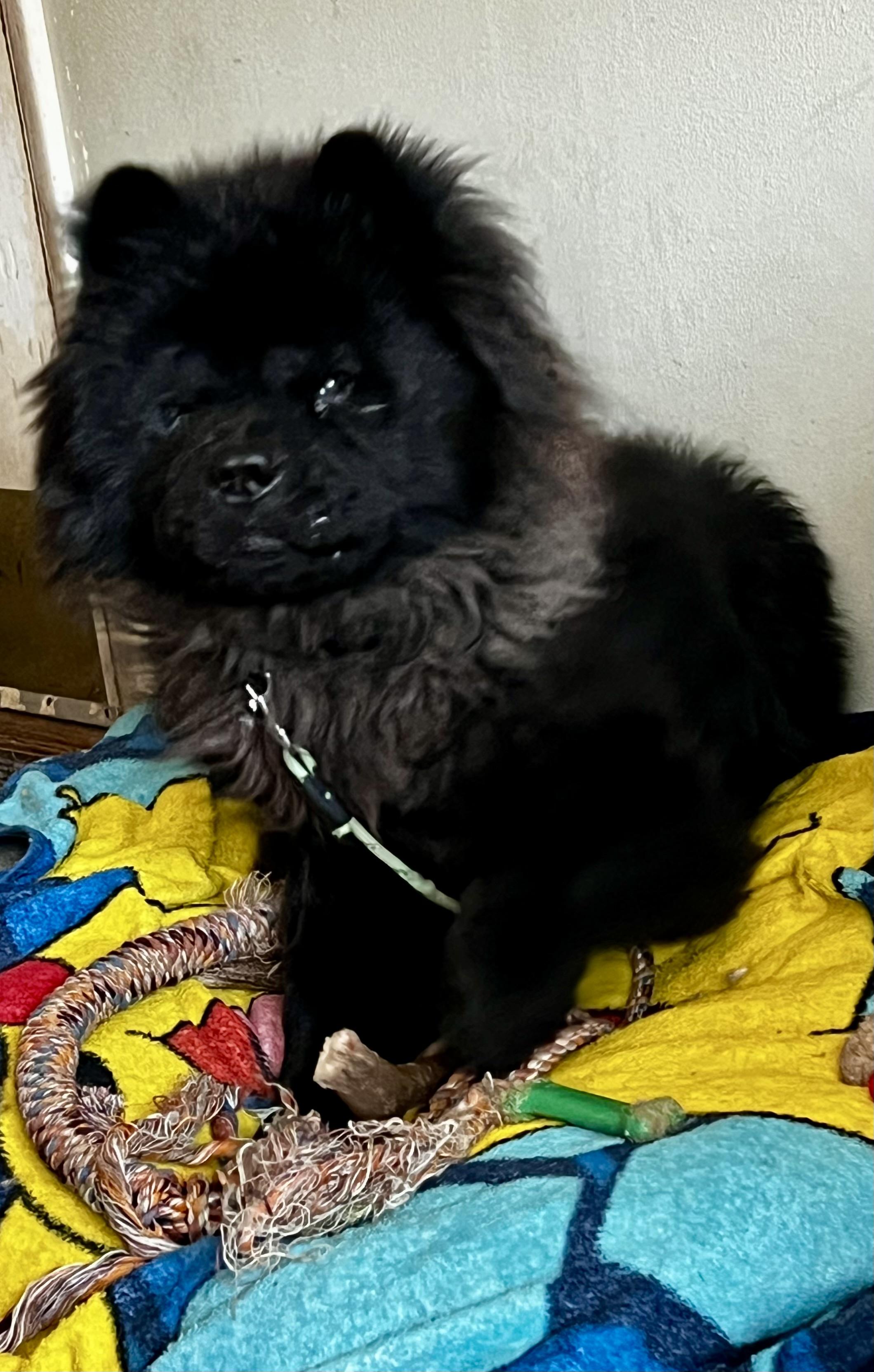 Enlarge Koda, a Adopted Chow Chow in Saint Louis, MO image 3/5