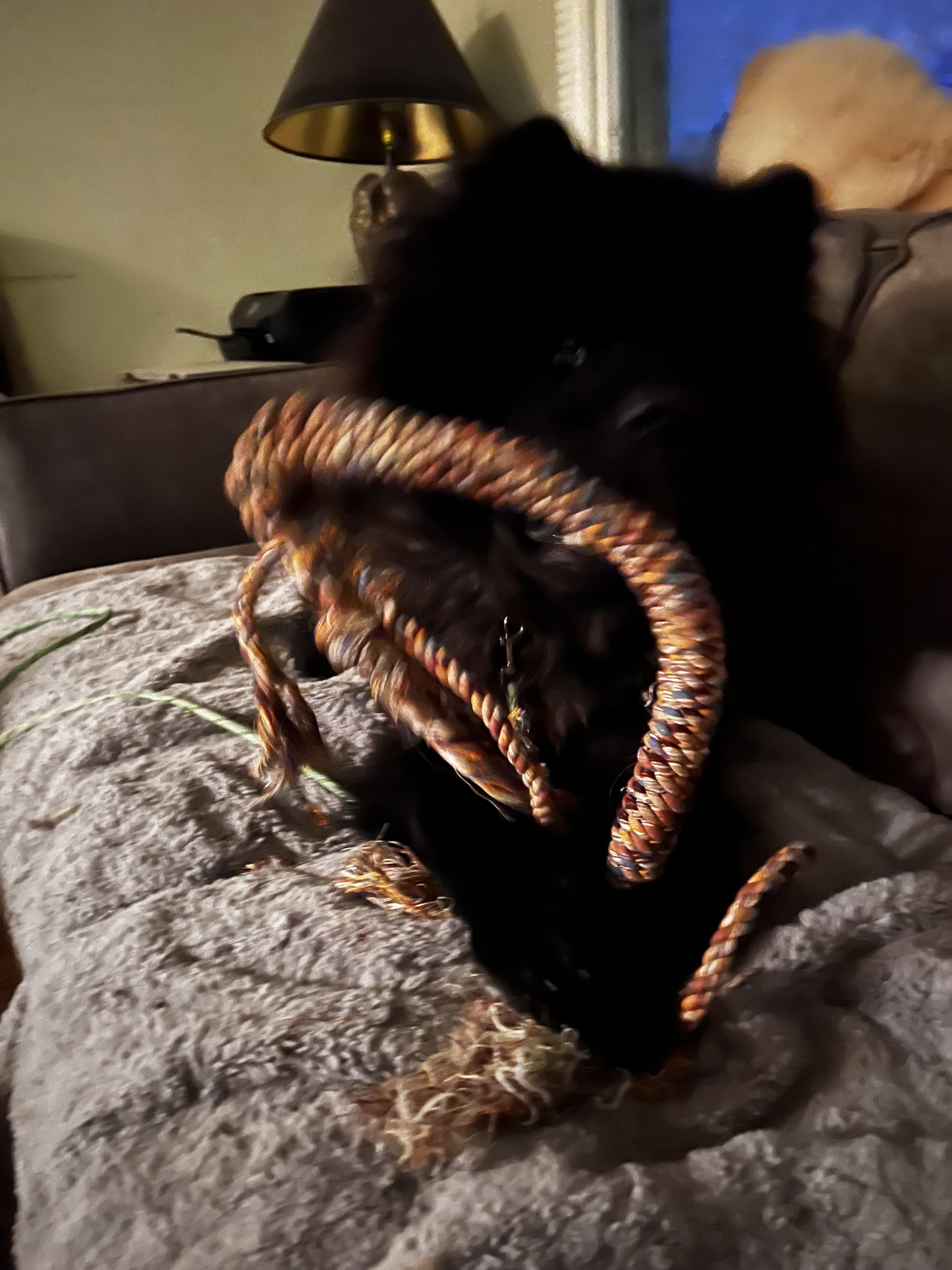 Enlarge Koda, a Adopted Chow Chow in Saint Louis, MO image 4/5