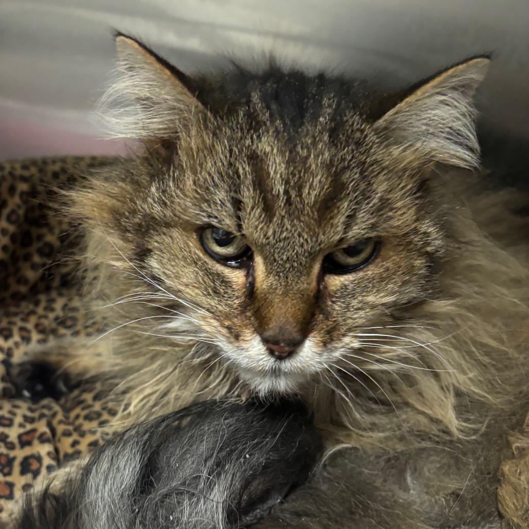 Maribelle, Adoptable, Senior Female Domestic Long Hair.