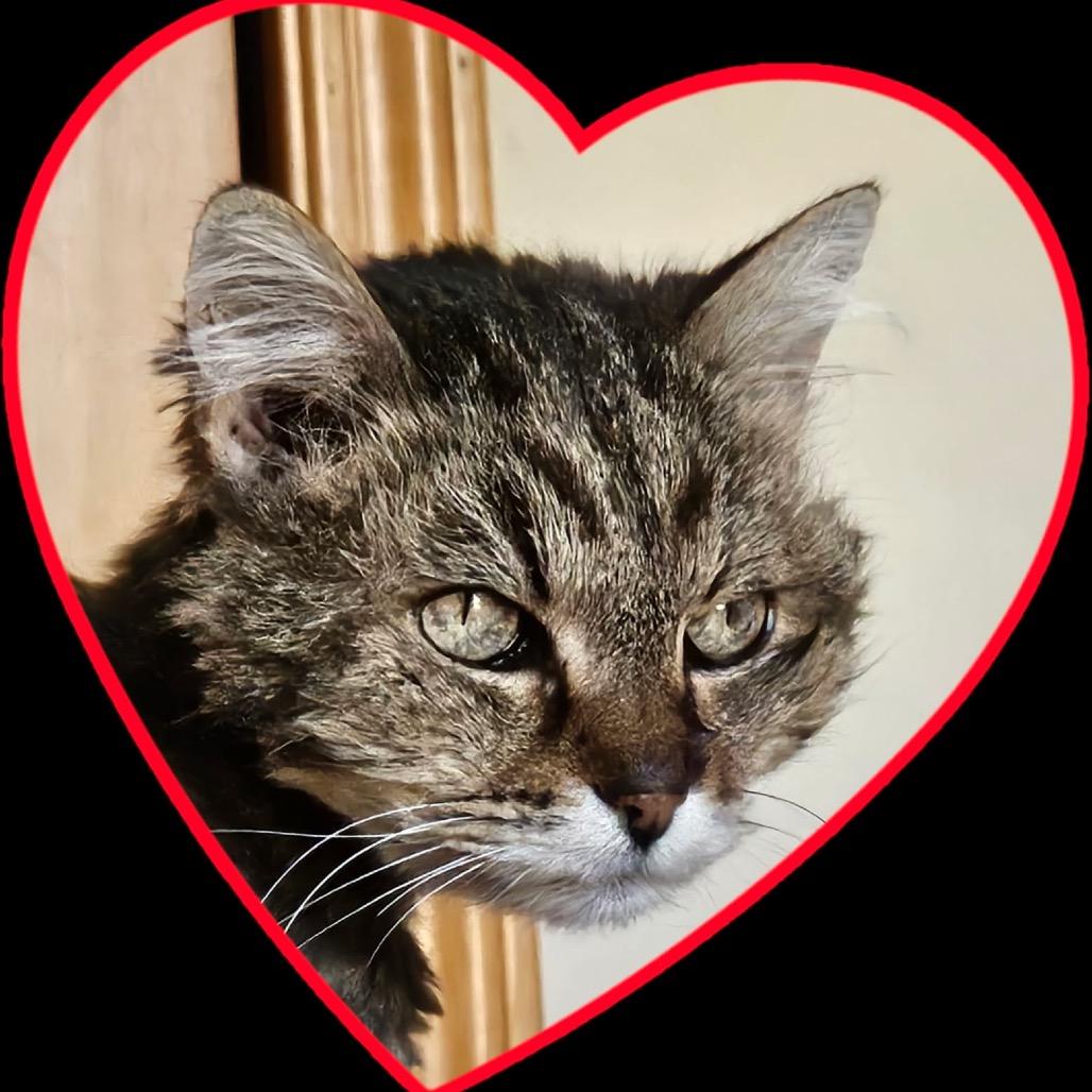 Enlarge Maribelle, a Adoptable Domestic Long Hair in Taos, NM image 2/2