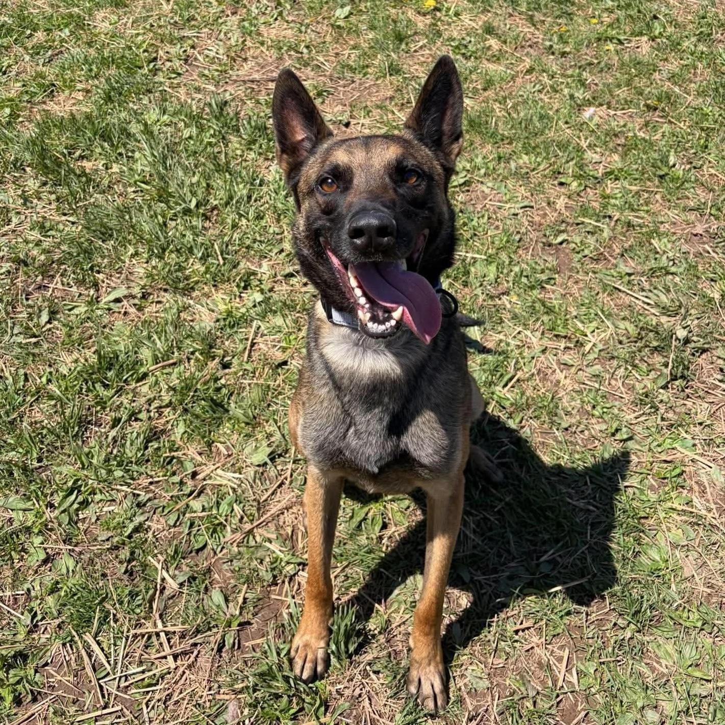 Jethro, adopted, Adult Male Belgian Shepherd / Malinois.