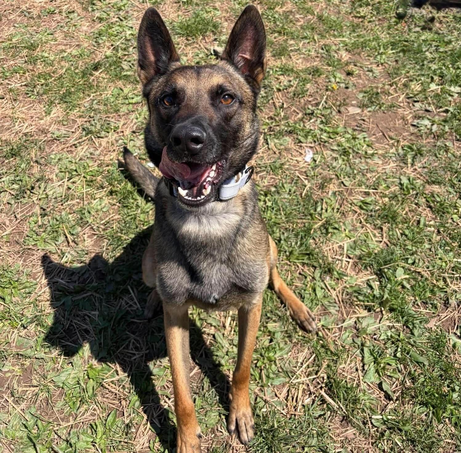 Enlarge Jethro, an adopted Belgian Shepherd / Malinois in Syracuse, NY image 2/2