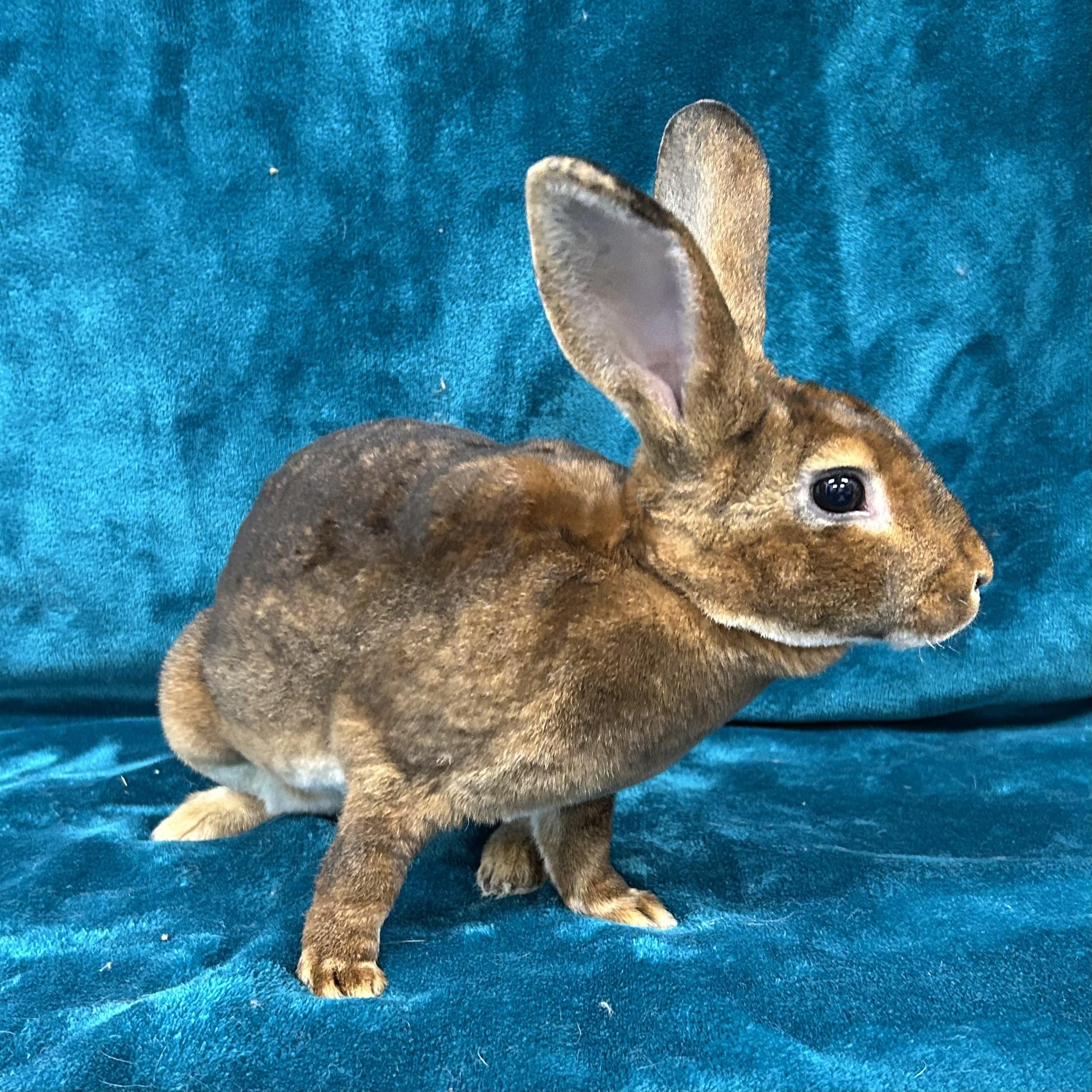 Enlarge Abigail **Adoption Pending**, a Adoptable Mini Rex in Edgewood, MD image 5/6