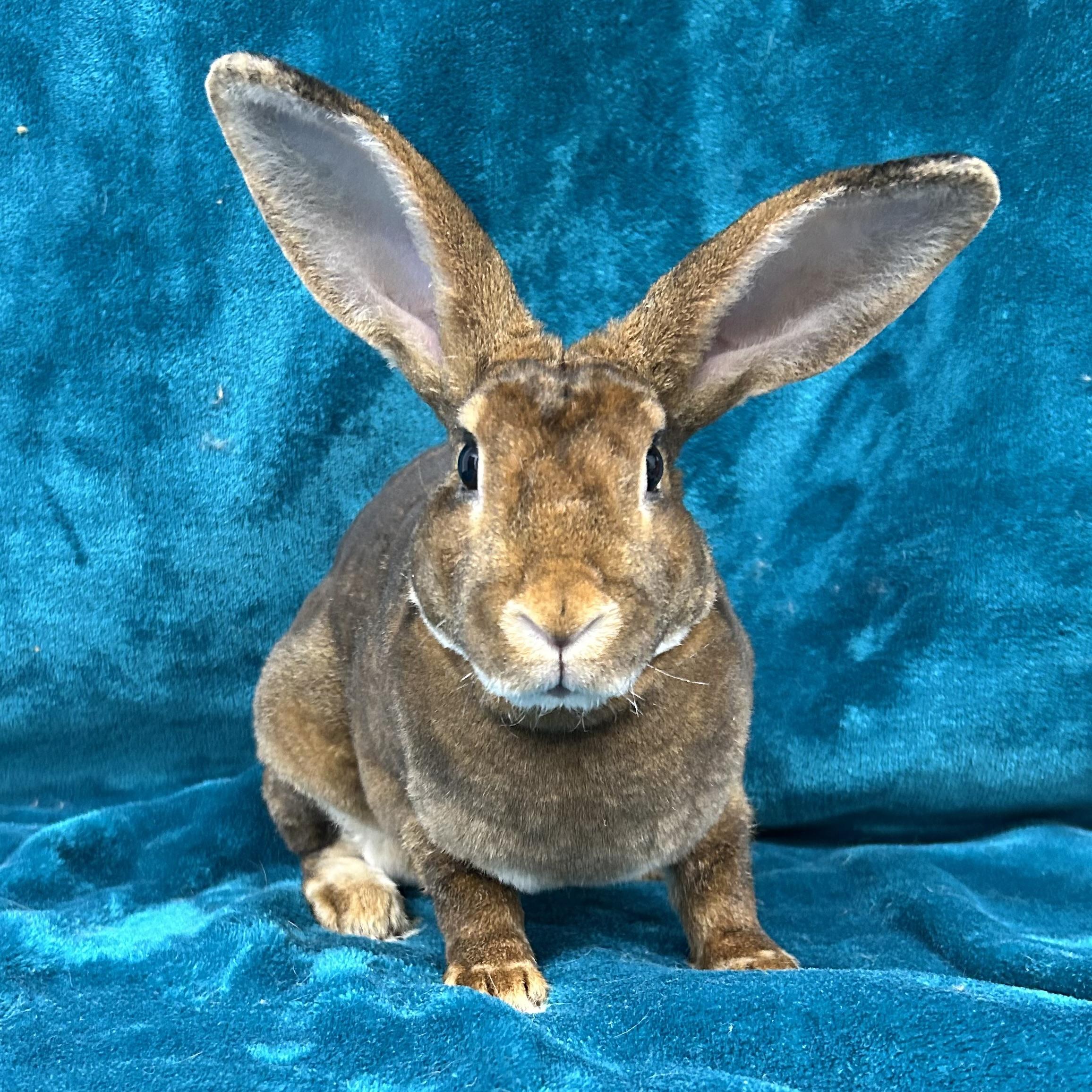 Abigail, Adoptable, Young Female Mini Rex.