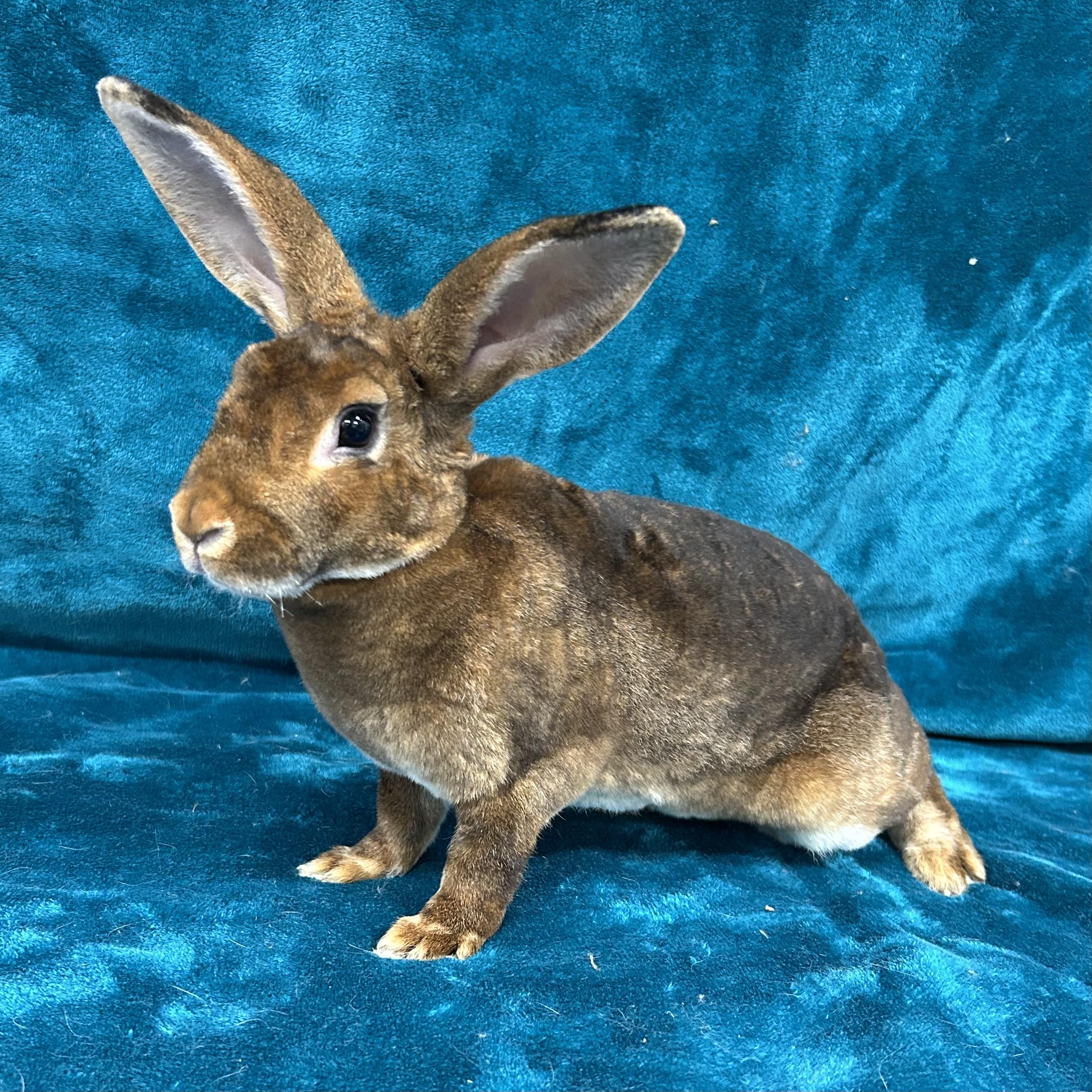 Enlarge Abigail **Adoption Pending**, a Adoptable Mini Rex in Edgewood, MD image 2/6