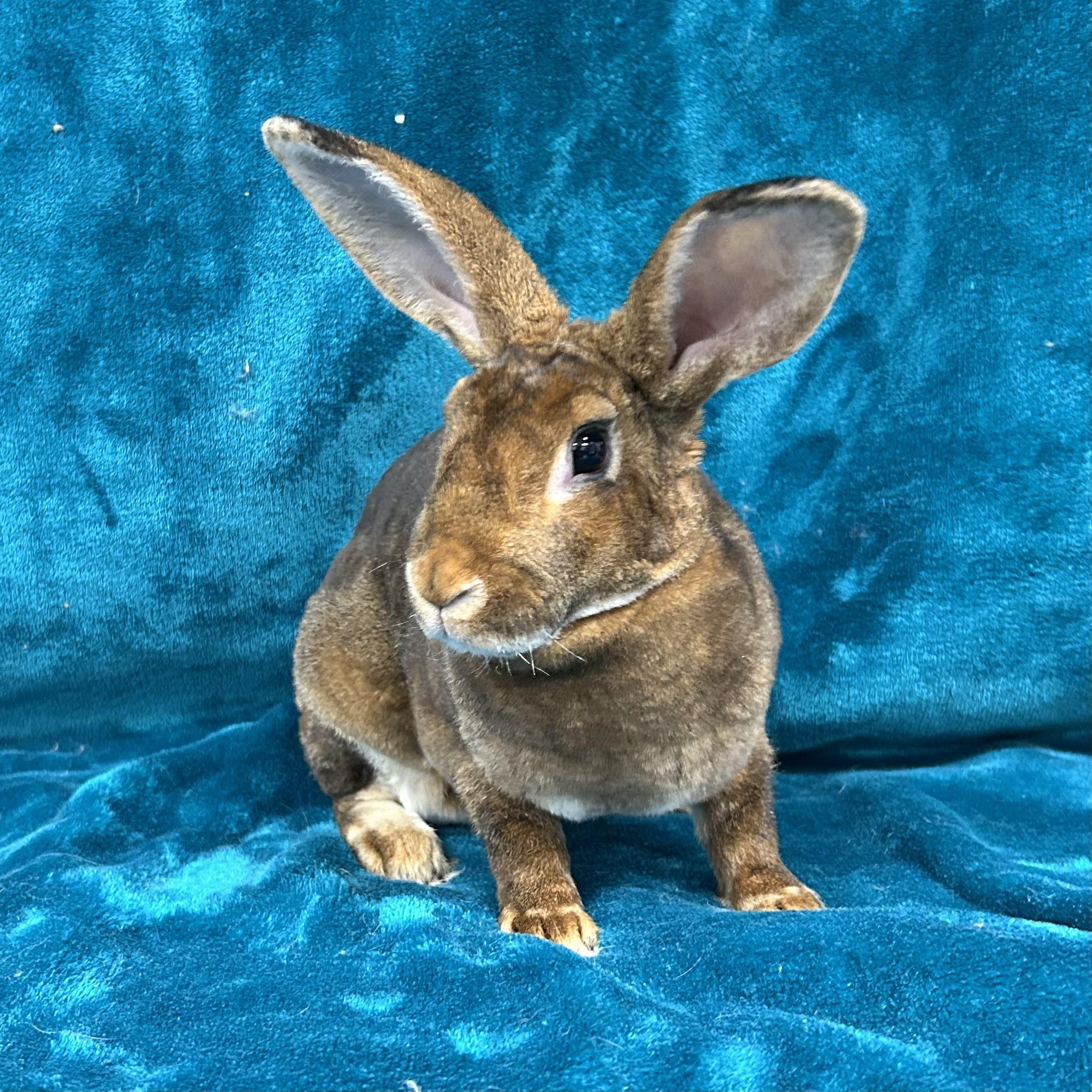 Enlarge Abigail **Adoption Pending**, a Adoptable Mini Rex in Edgewood, MD image 4/6