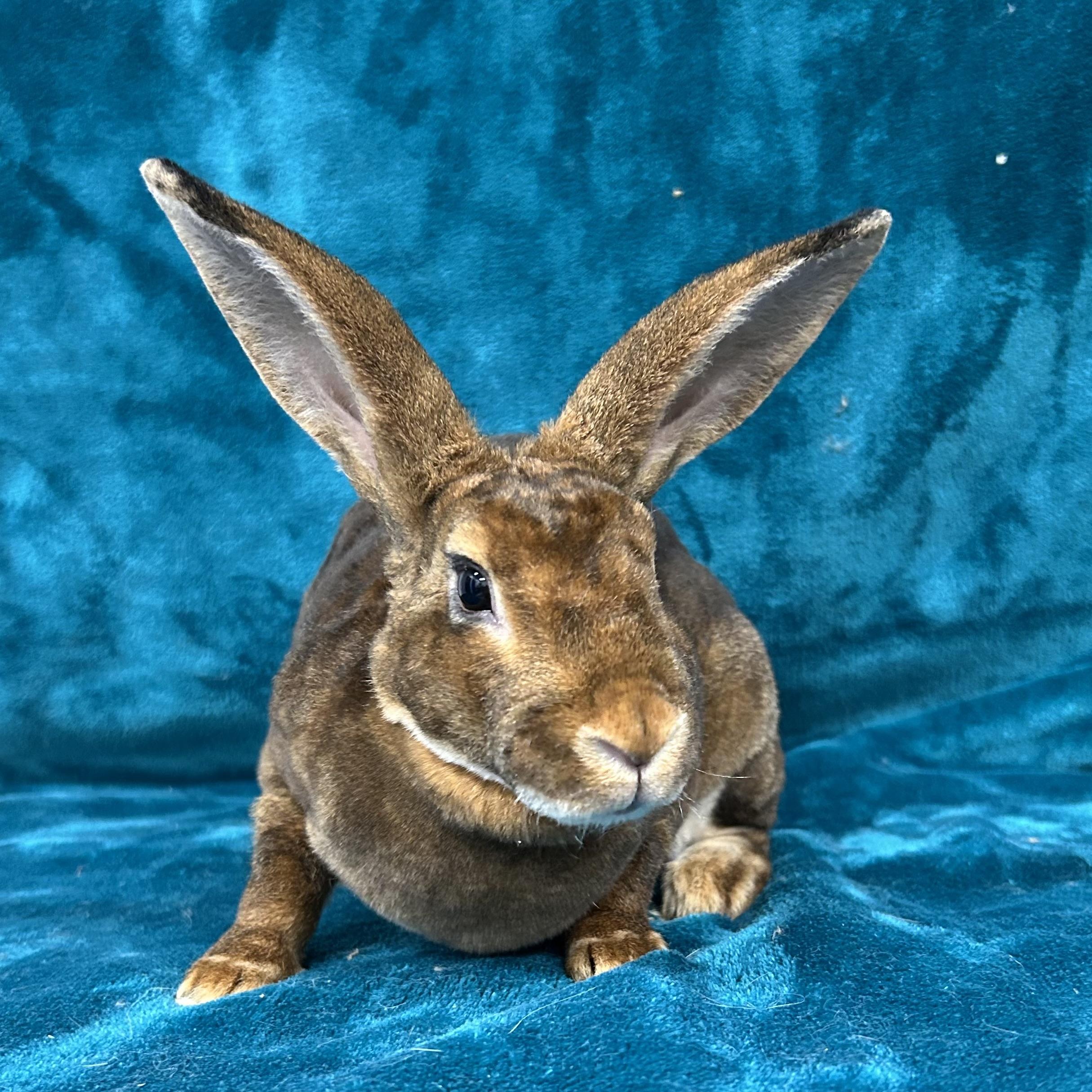 Enlarge Abigail **Adoption Pending**, a Adoptable Mini Rex in Edgewood, MD image 6/6