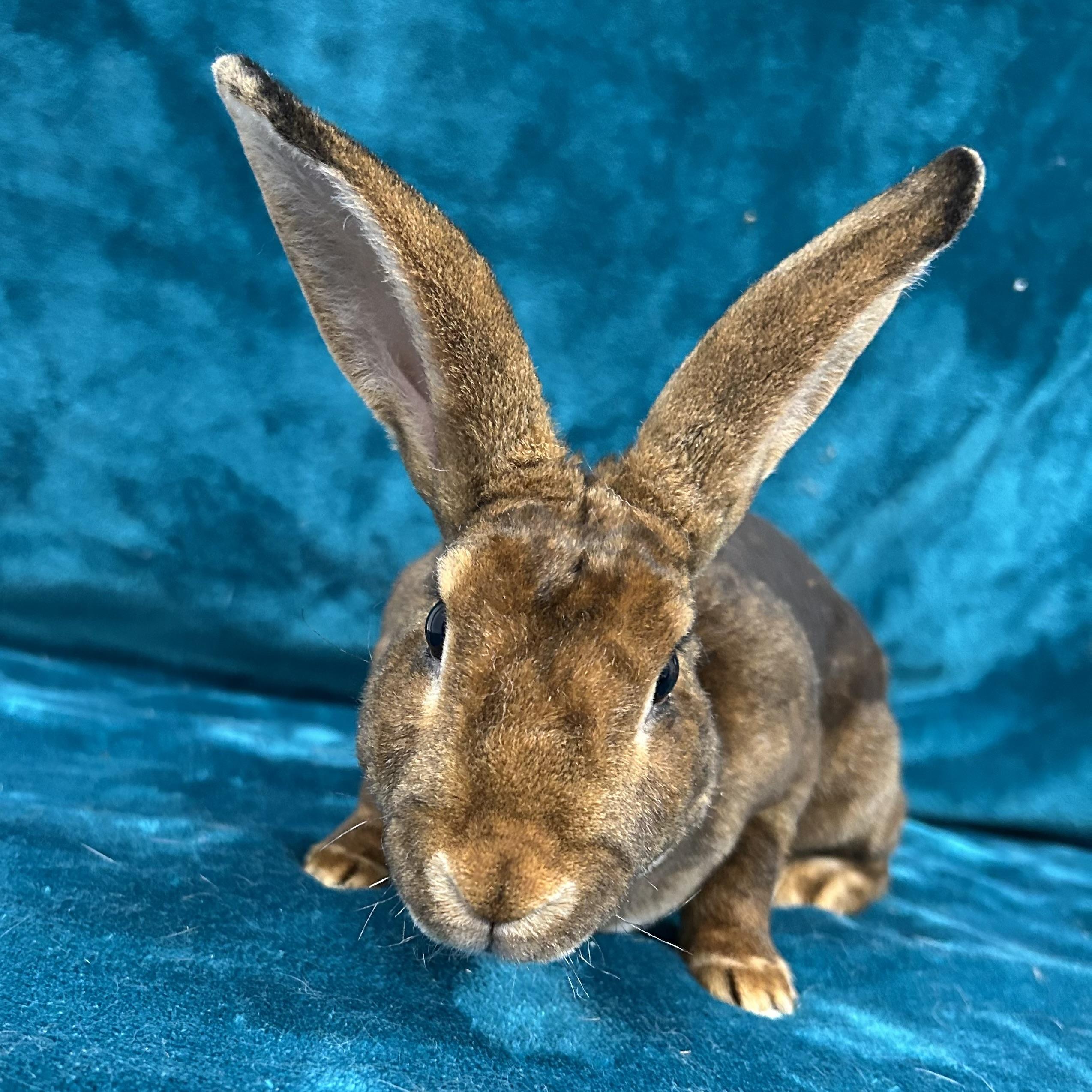 Enlarge Abigail **Adoption Pending**, a Adoptable Mini Rex in Edgewood, MD image 3/6