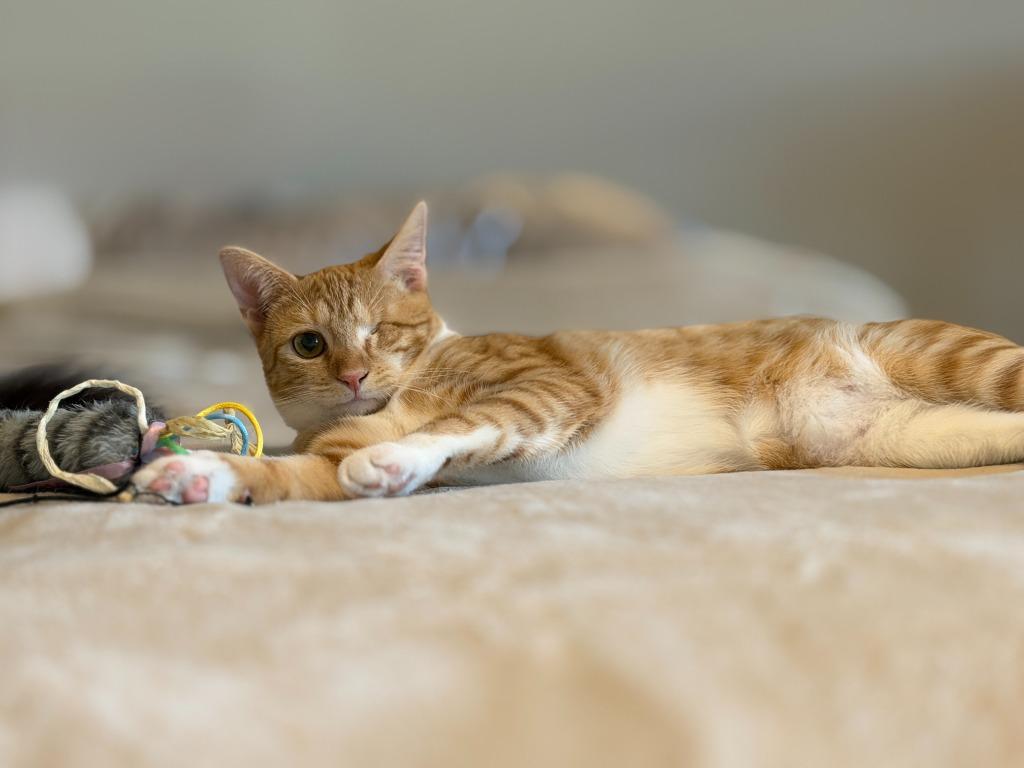 Gaia26, Adoptable, Young Female Domestic Short Hair.