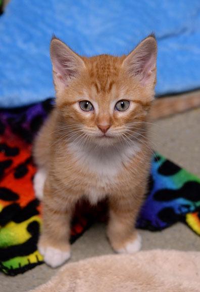 Abby (Charli's Kitten), Adoptable, Kitten Female Domestic Short Hair & Tabby.