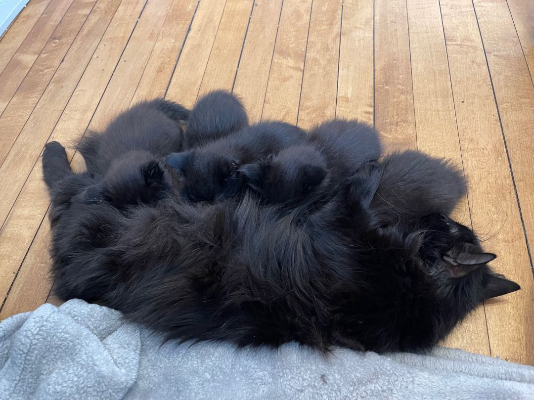 Huckleberry, a Adopted Domestic Medium Hair in Milwaukee, WI image 1/10