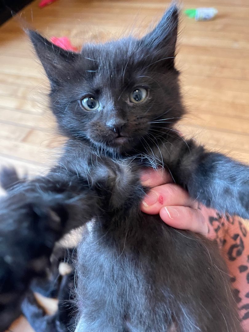 Huckleberry, a Adopted Domestic Medium Hair in Milwaukee, WI image 2/10