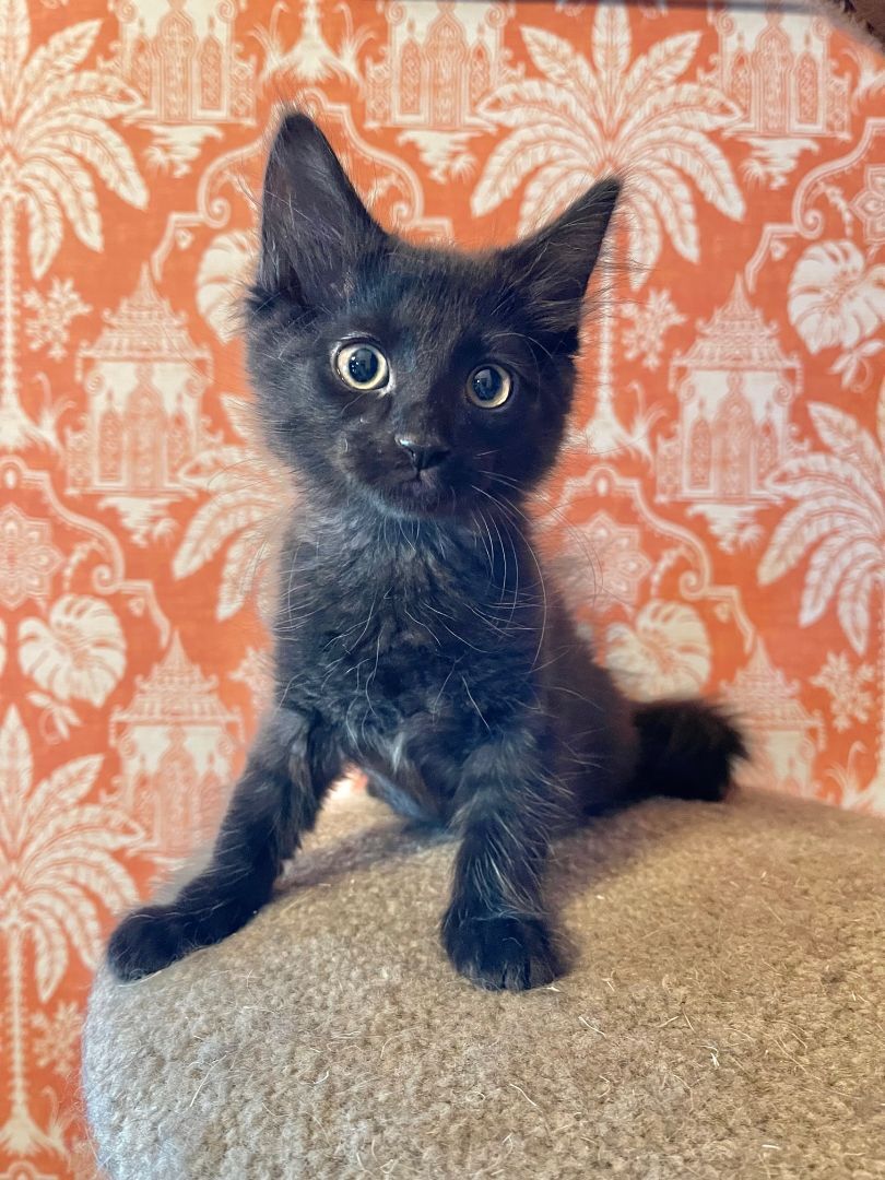 Huckleberry, a Adopted Domestic Medium Hair in Milwaukee, WI image 3/10