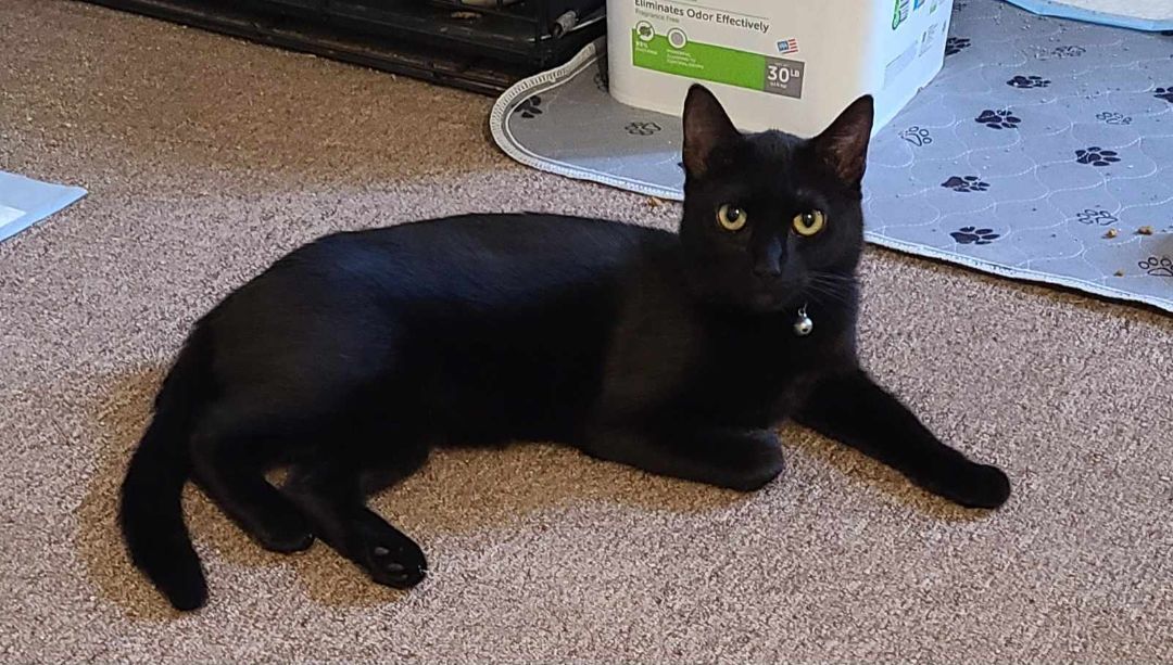 Boo, Young Female Domestic Short Hair
