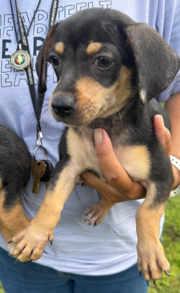 Enlarge Peanut, a Adoptable mixed breed in Mangilao, GU image 1/2