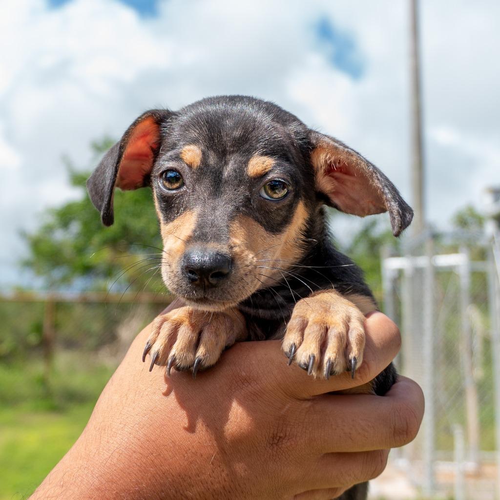 Enlarge Peanut, a Adoptable mixed breed in Mangilao, GU image 2/2