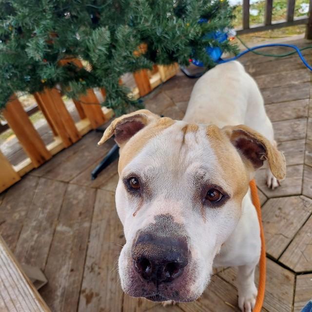 Enlarge VON MAUR, a Adoptable Pit Bull Terrier in Louisville, KY image 1/1