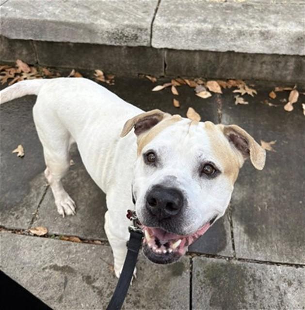 Enlarge VON MAUR, a Adoptable mixed breed in Louisville, KY image 1/1