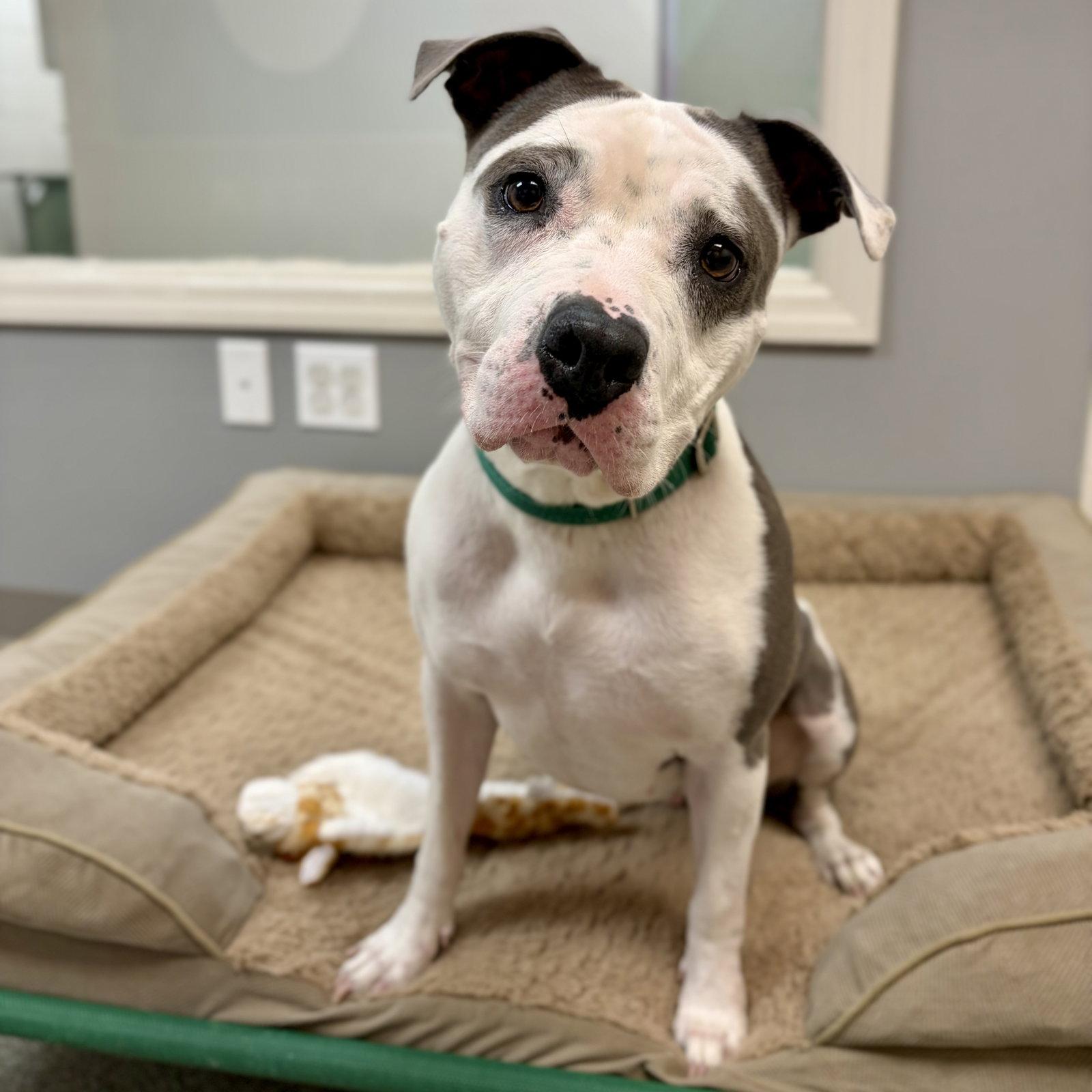 Enlarge Hydrangea, a Adoptable American Staffordshire Terrier in Whitehall, PA image 1/3