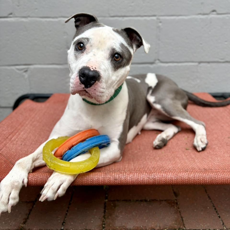 Enlarge Hydrangea, a Adoptable American Staffordshire Terrier in Whitehall, PA image 1/3