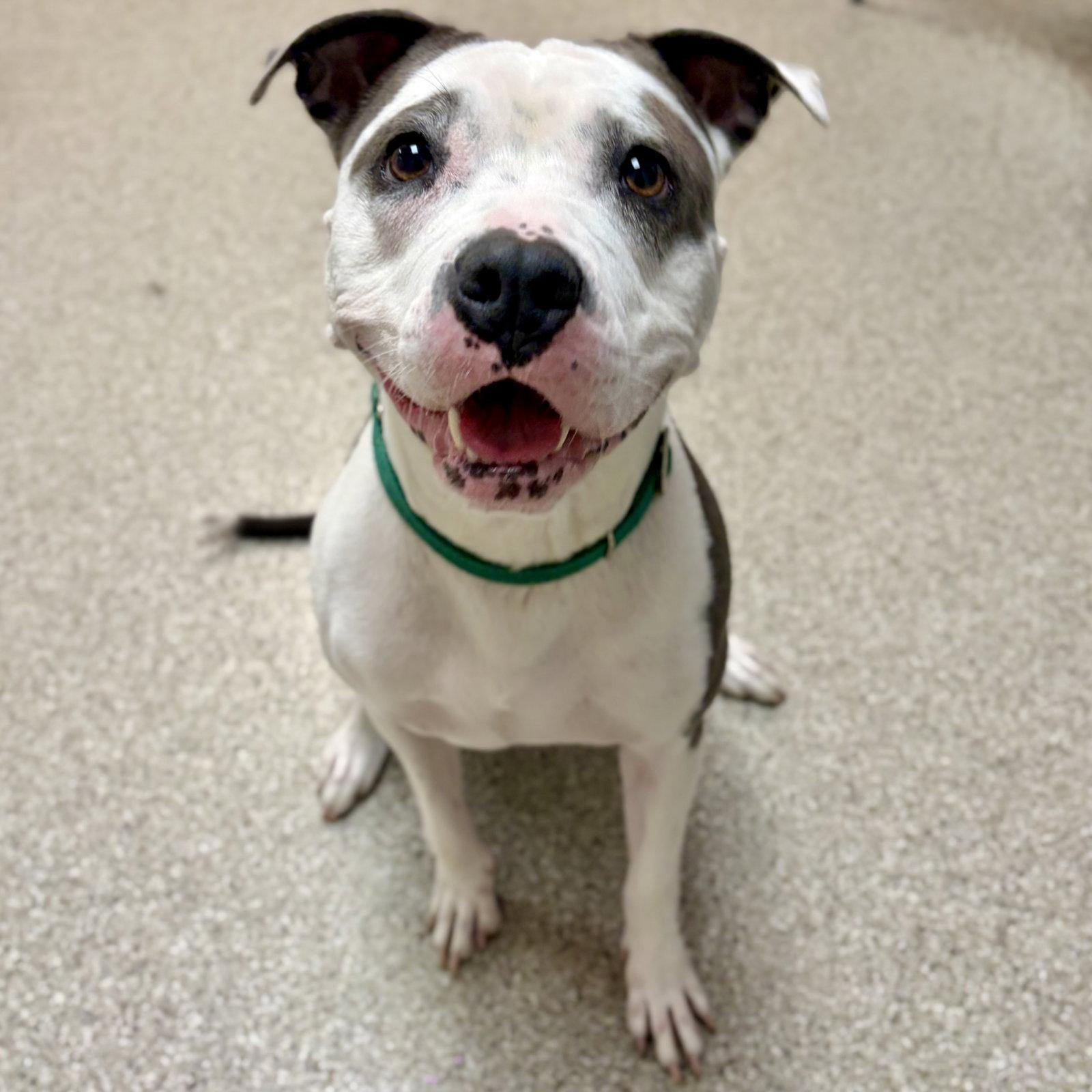 Enlarge Hydrangea, a Adoptable American Staffordshire Terrier in Whitehall, PA image 2/3