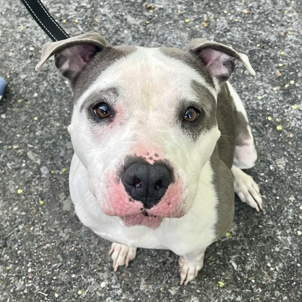 Enlarge Hydrangea, a Adoptable American Staffordshire Terrier in Whitehall, PA image 2/3