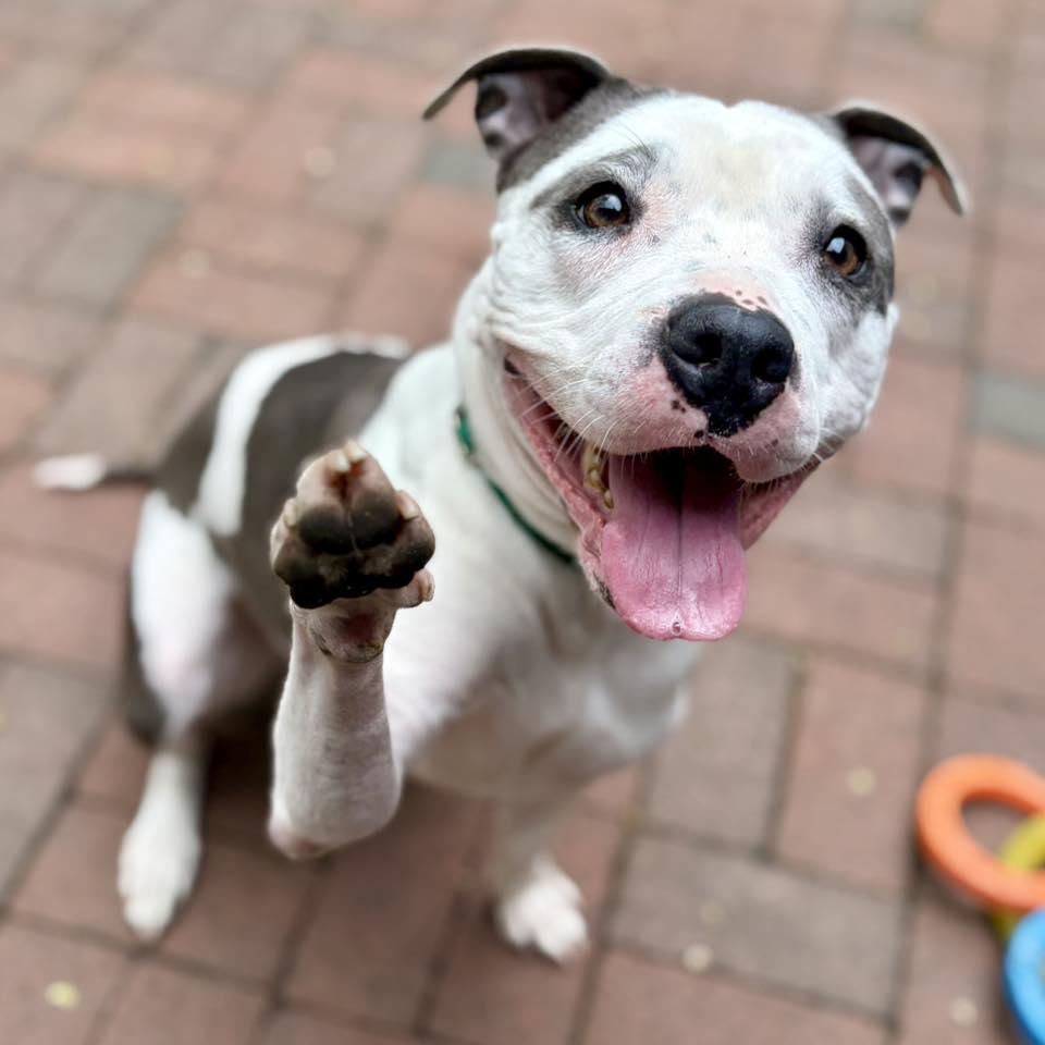 Enlarge Hydrangea, a Adoptable American Staffordshire Terrier in Whitehall, PA image 3/3