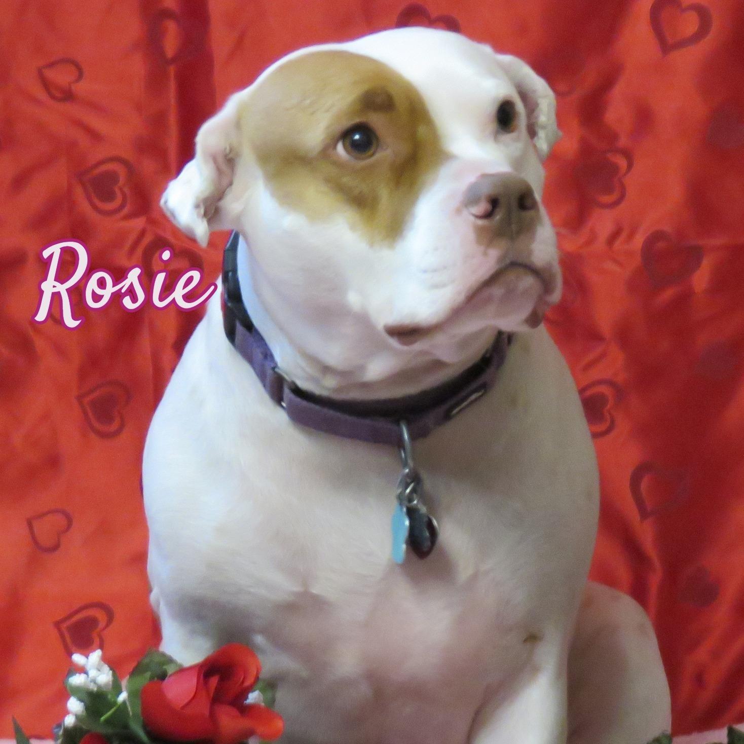Enlarge Rosie, an adopted mixed breed in Gardiner, ME image 1/4