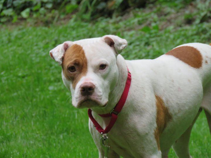 Enlarge Rosie, an adopted mixed breed in Gardiner, ME image 2/4