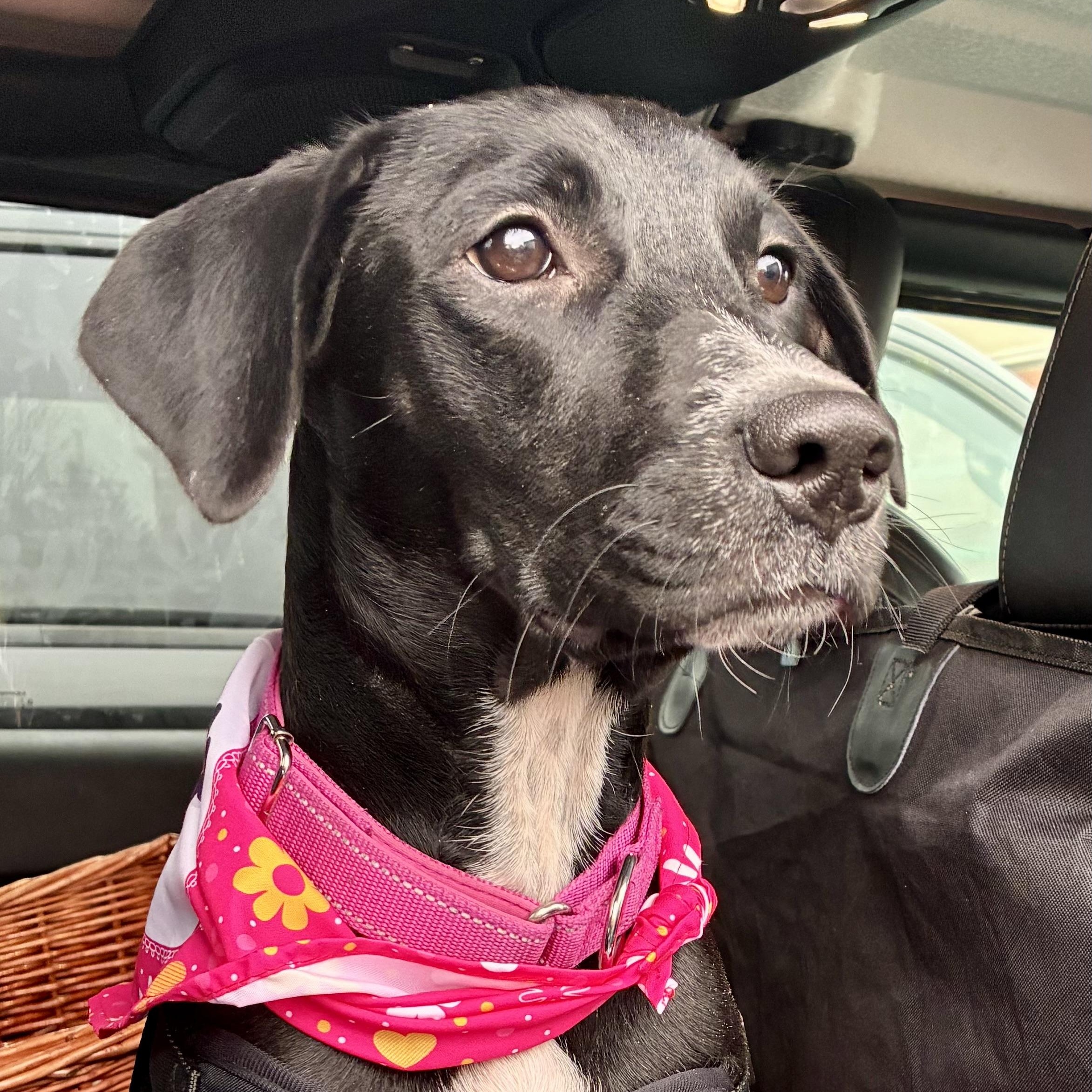 Enlarge Venus, a Adoptable Mixed Breed in Webster, MA image 2/5