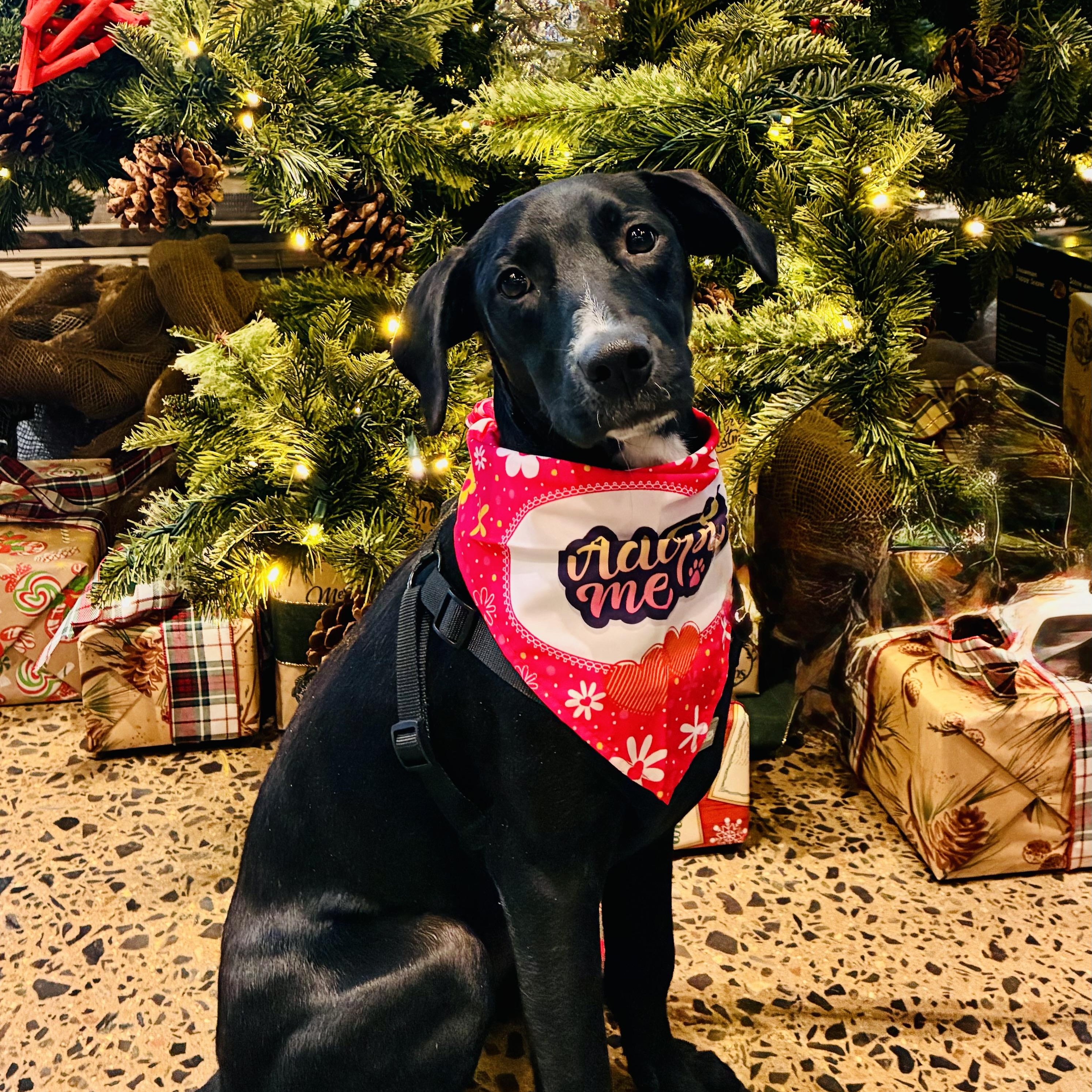 Venus, Adoptable, Young Female Mixed Breed.