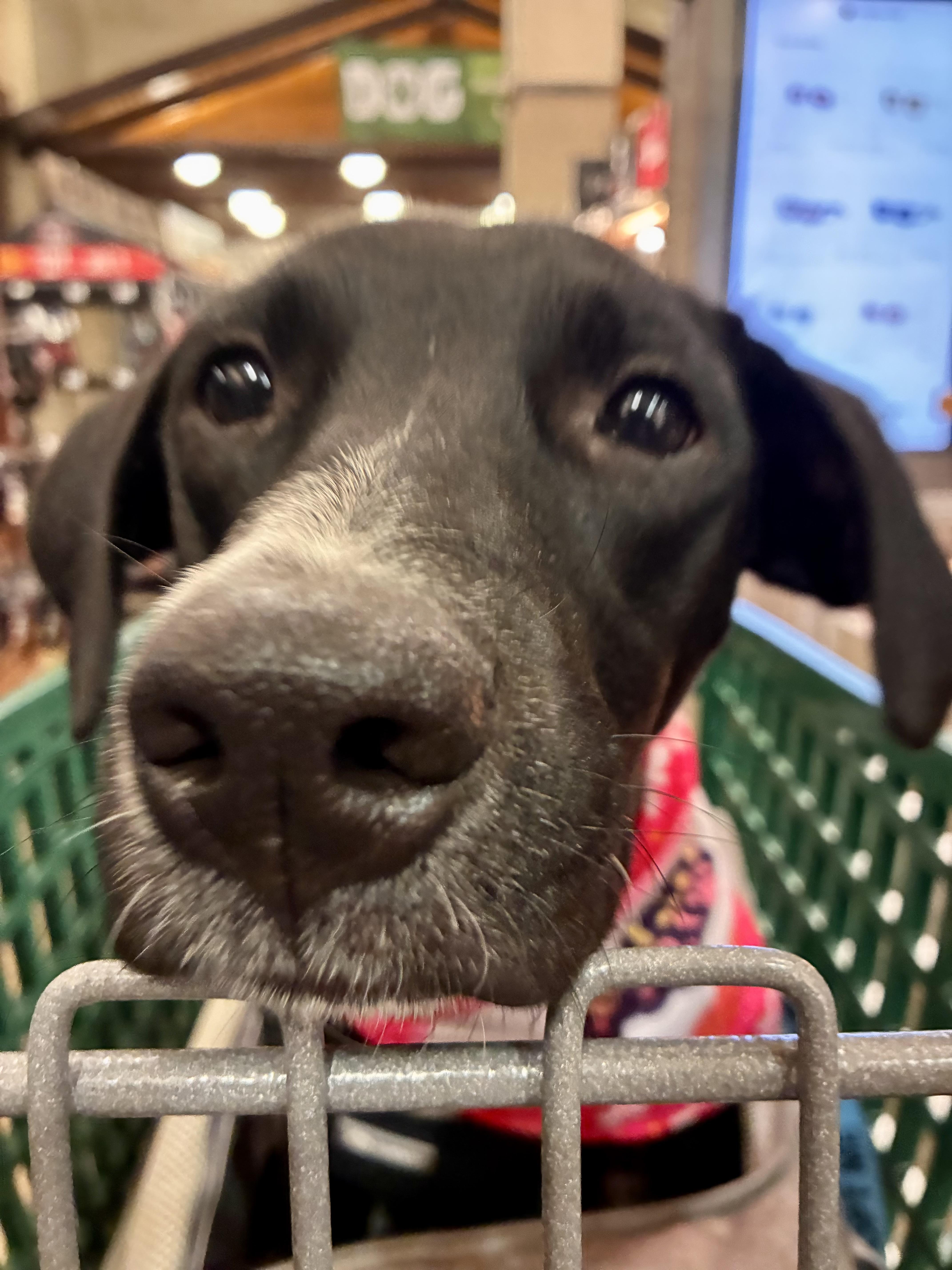 Enlarge Venus, a Adoptable Mixed Breed in Webster, MA image 4/5