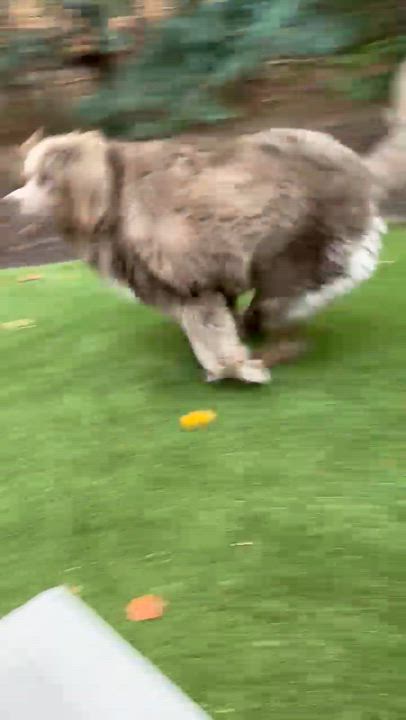 Enlarge Venus, a Adoptable Mixed Breed in Webster, MA video 5/5