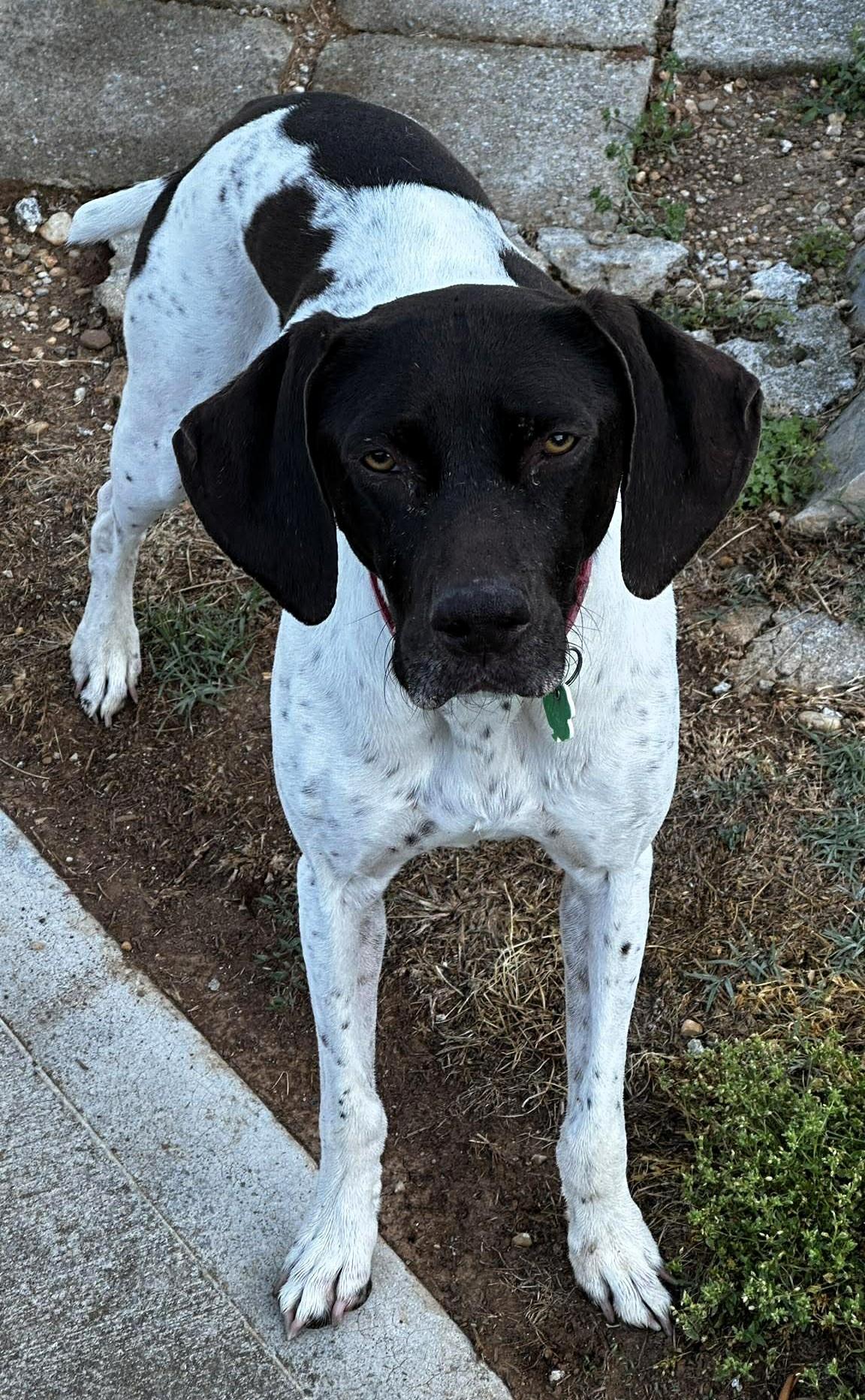 Enlarge Piper, an adopted German Shorthaired Pointer in Frederick, MD image 2/4