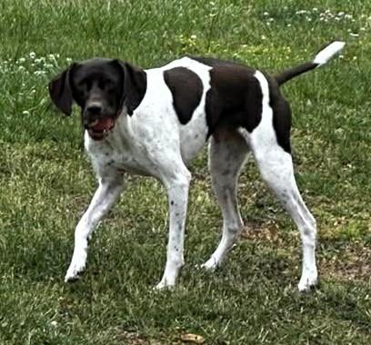 Enlarge Piper, an adopted German Shorthaired Pointer in Frederick, MD image 3/4
