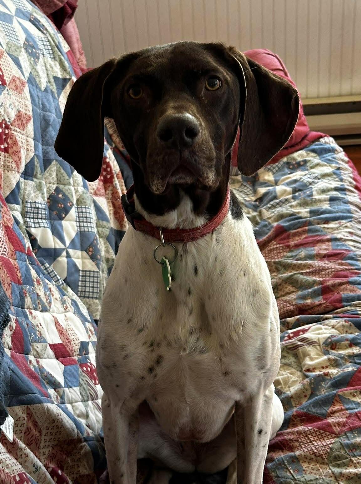 Enlarge Piper, an adopted German Shorthaired Pointer in Frederick, MD image 4/4