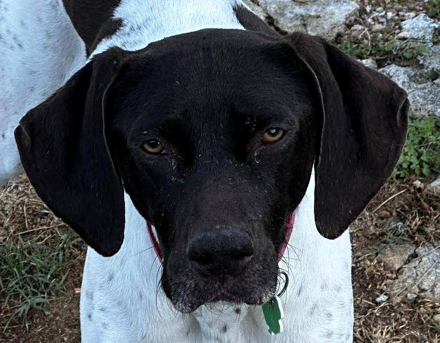 Piper, adopted, Young Female German Shorthaired Pointer.