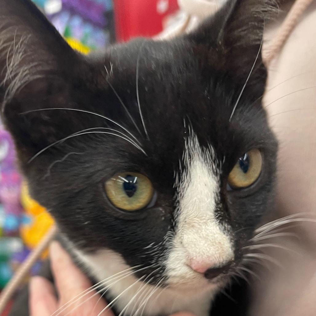 Enlarge Brandi-RS, a Adoptable Domestic Short Hair in Tallahassee, FL image 3/6