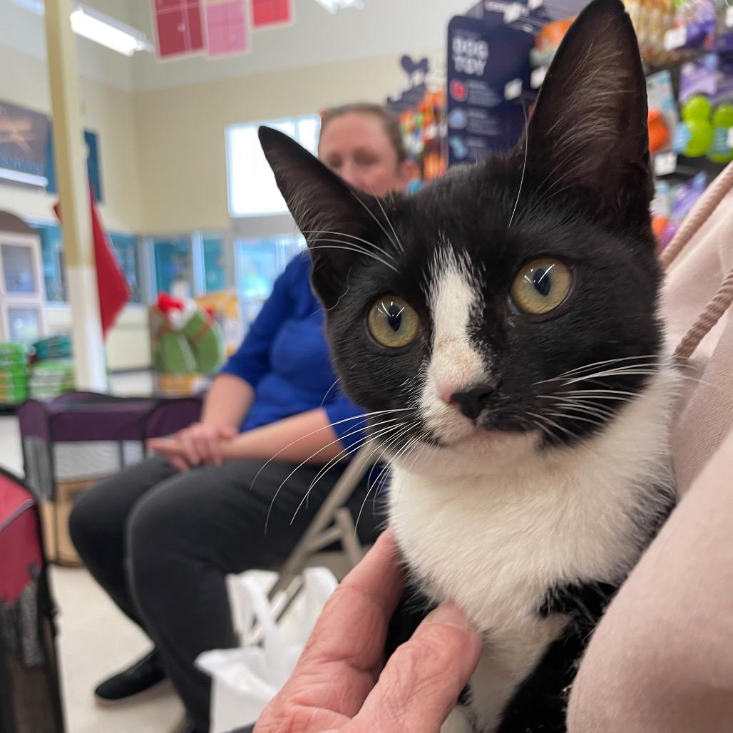 Enlarge Brandi-RS, a Adoptable Domestic Short Hair in Tallahassee, FL image 4/6