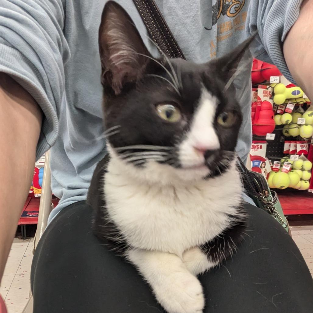 Enlarge Brandi-RS, a Adoptable Domestic Short Hair in Tallahassee, FL image 5/6