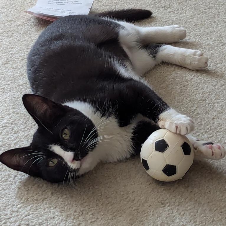 Enlarge Brandi-RS, a Adoptable Domestic Short Hair in Tallahassee, FL image 2/6